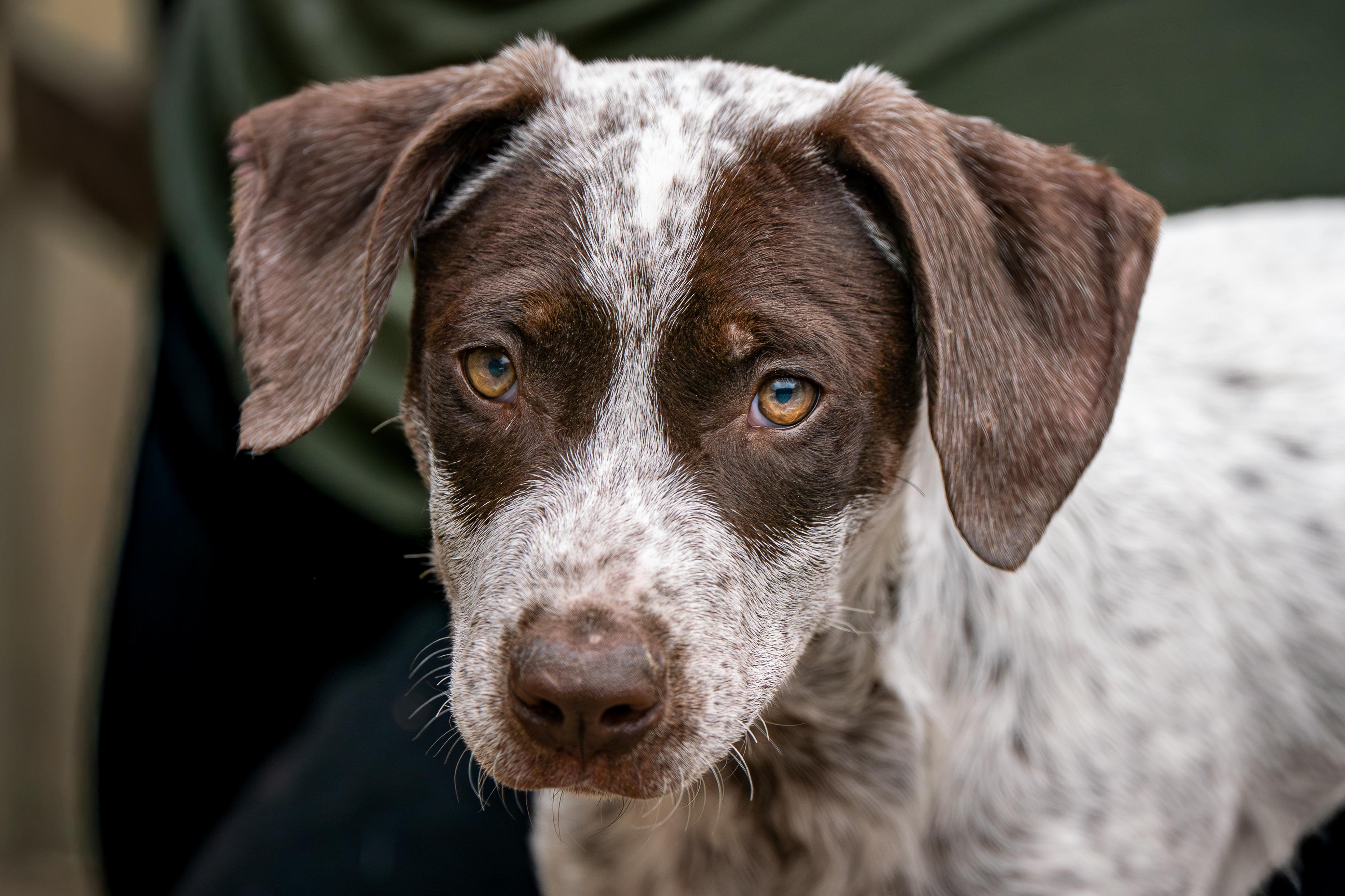 Enlarge Bandit, an adopted mixed breed in Red Wing, MN image 1/2