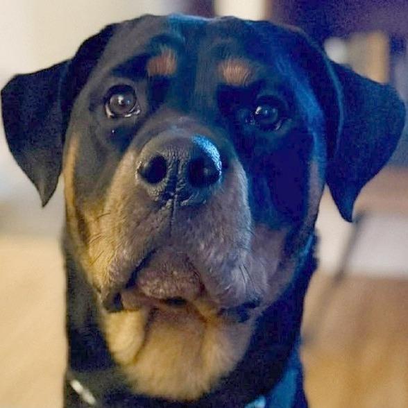 Margarita, Adoptable, Adult Female Rottweiler.