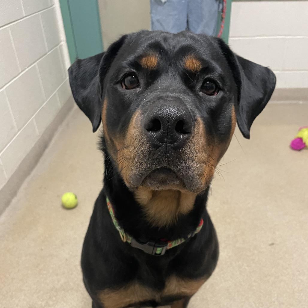 Enlarge Margarita, a Adoptable Rottweiler in South Burlington, VT image 2/6