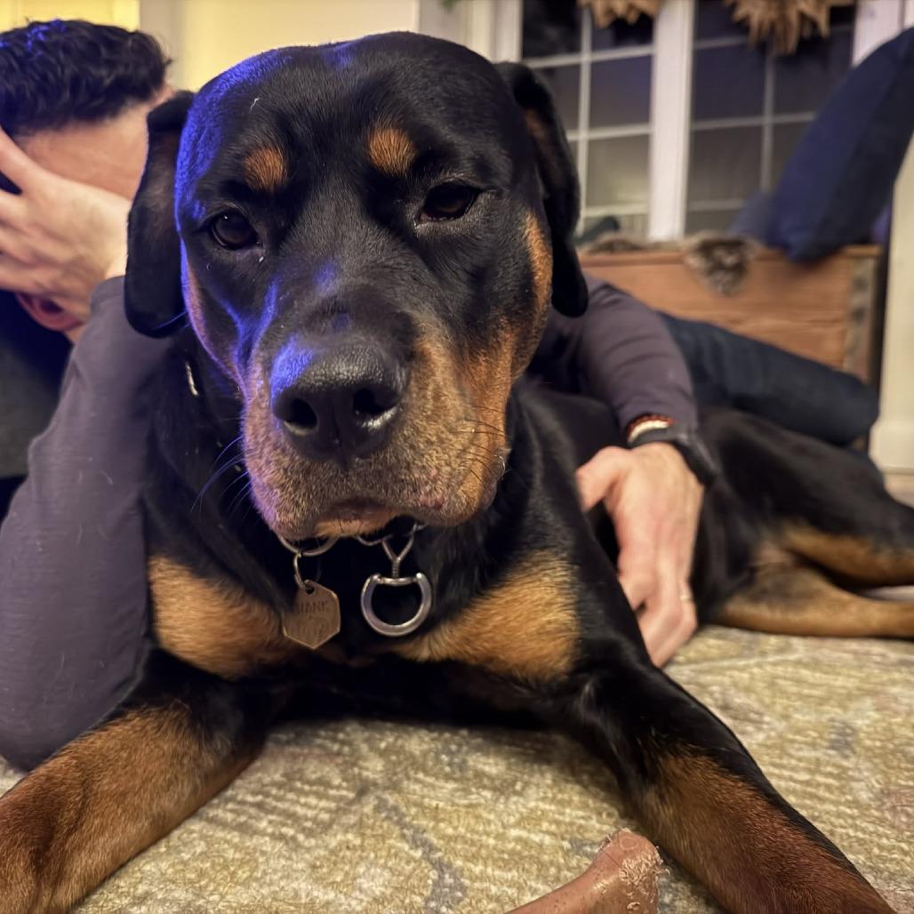 Enlarge Margarita, a Adoptable Rottweiler in South Burlington, VT image 3/6