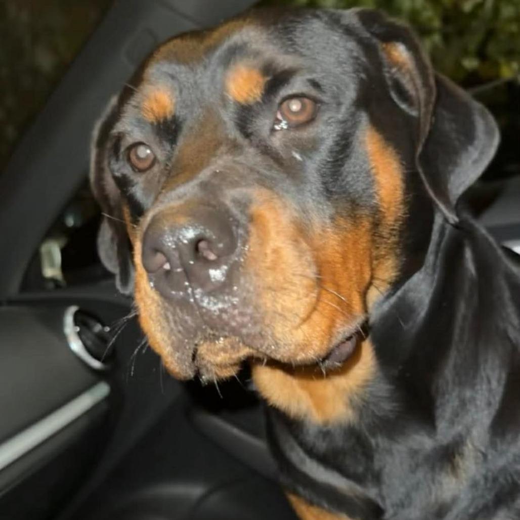 Enlarge Margarita, a Adoptable Rottweiler in South Burlington, VT image 4/6