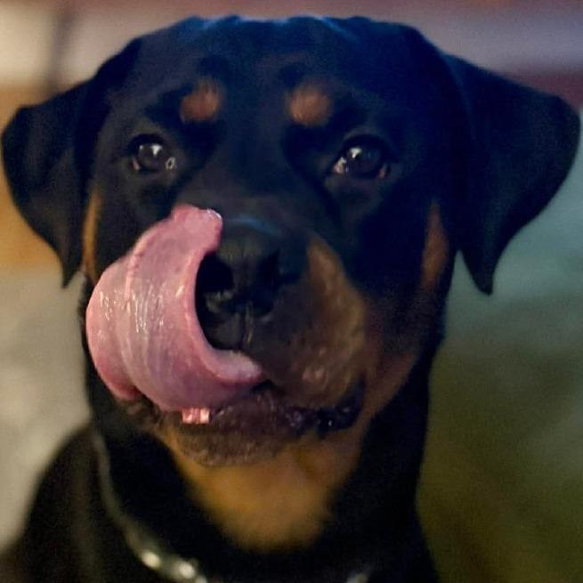 Enlarge Margarita, a Adoptable Rottweiler in South Burlington, VT image 6/6