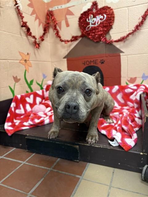 Enlarge SHELLY, a Adoptable Pit Bull Terrier in Castaic, CA image 1/1