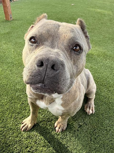 SHELLY, Adoptable, Adult Female Pit Bull Terrier.