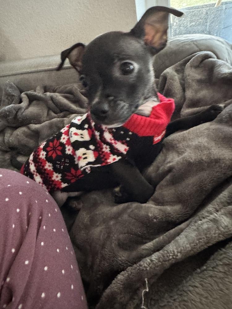 Enlarge Raul, a Adoptable mixed breed in Seminole, FL image 1/5