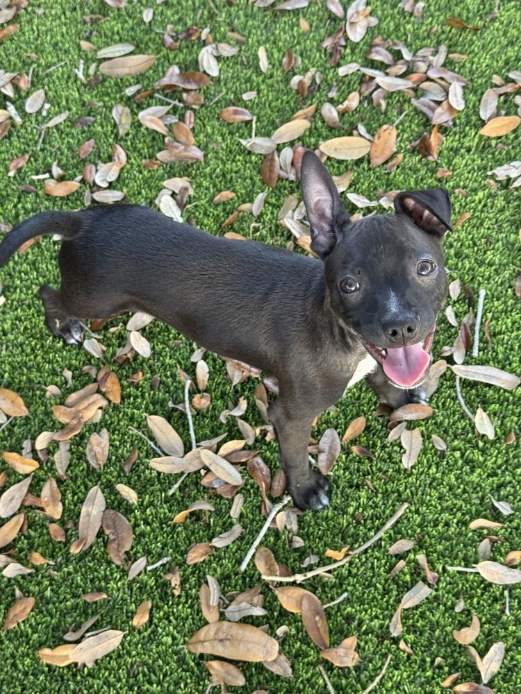 Enlarge Raul, a Adoptable mixed breed in Seminole, FL image 1/6