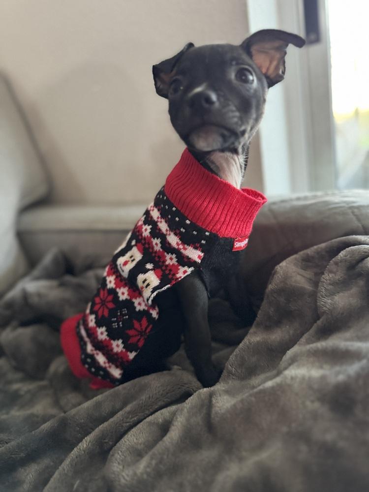 Enlarge Raul, a Adoptable mixed breed in Seminole, FL image 2/5