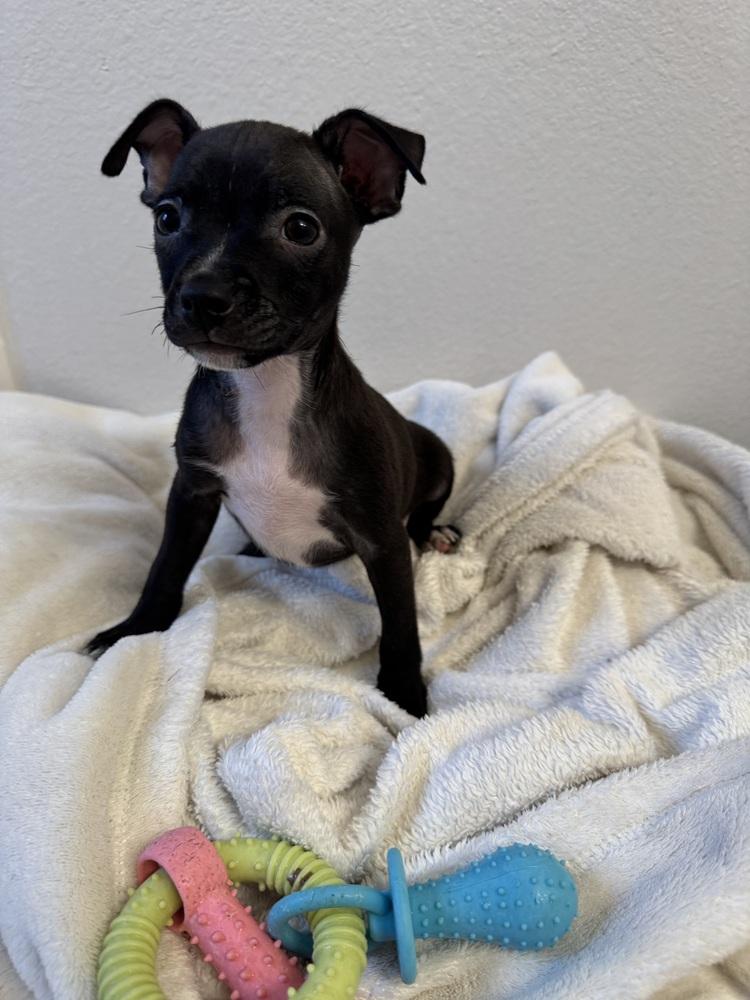 Enlarge Raul, a Adoptable mixed breed in Seminole, FL image 3/5