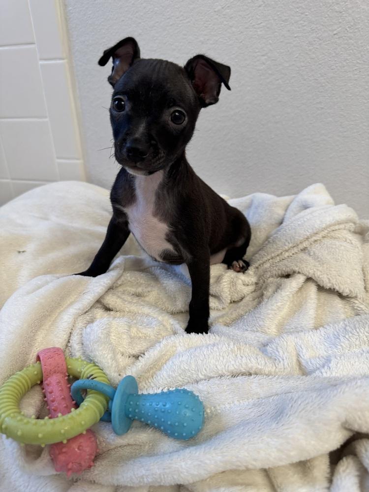 Enlarge Raul, a Adoptable mixed breed in Seminole, FL image 4/5