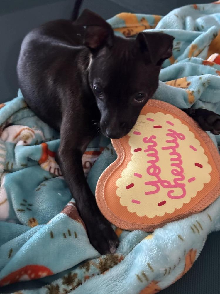 Enlarge Raul, a Adoptable mixed breed in Seminole, FL image 2/6