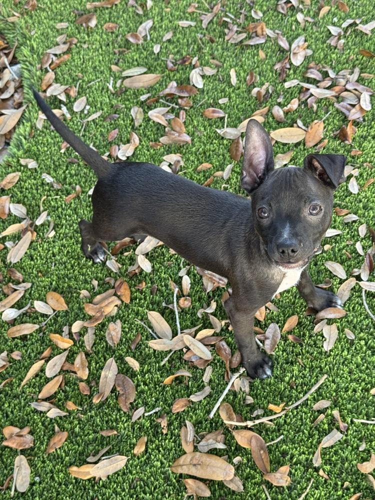 Enlarge Raul, a Adoptable mixed breed in Seminole, FL image 4/6