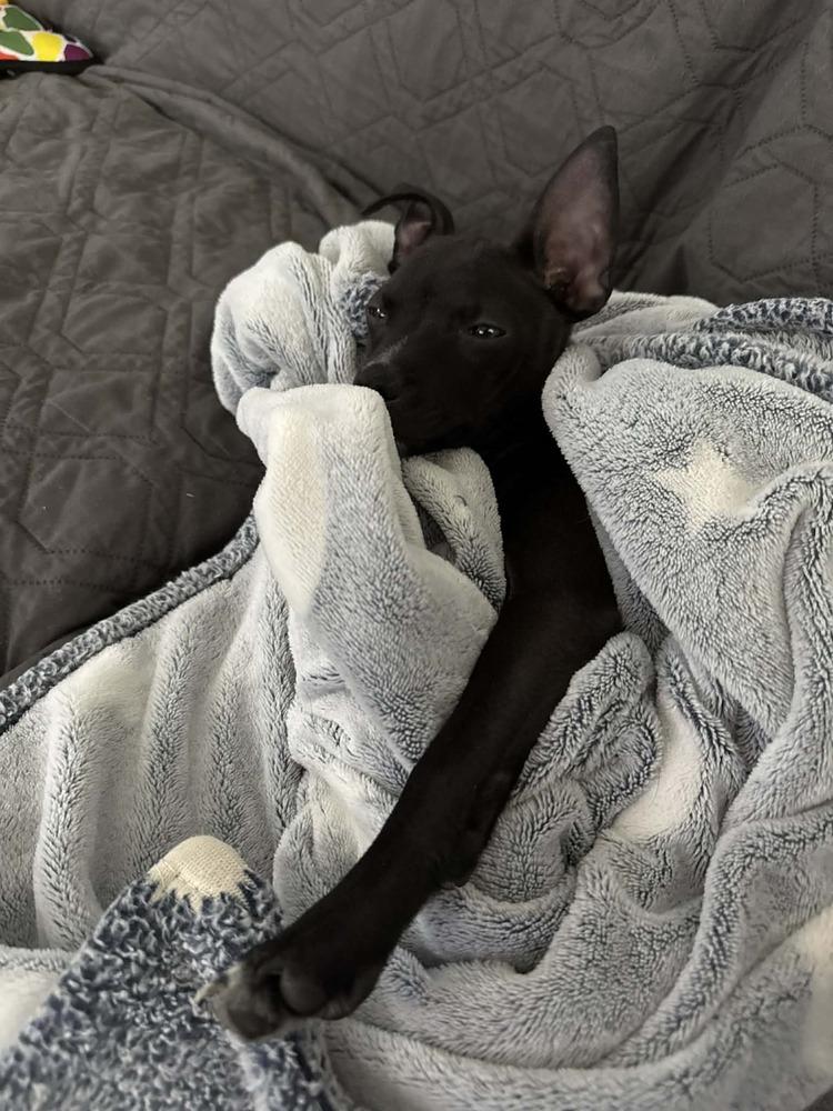 Enlarge Raul, a Adoptable mixed breed in Seminole, FL image 4/6