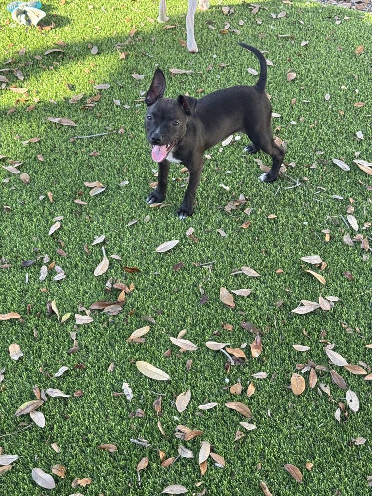 Enlarge Raul, a Adoptable mixed breed in Seminole, FL image 5/6