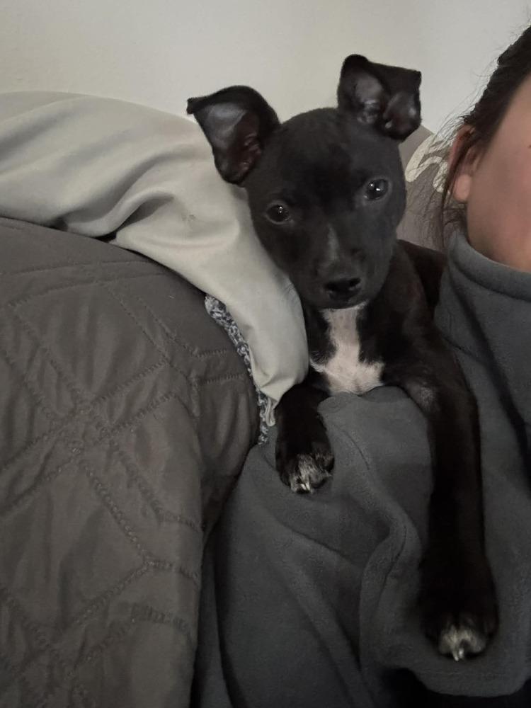 Enlarge Raul, a Adoptable mixed breed in Seminole, FL image 5/6