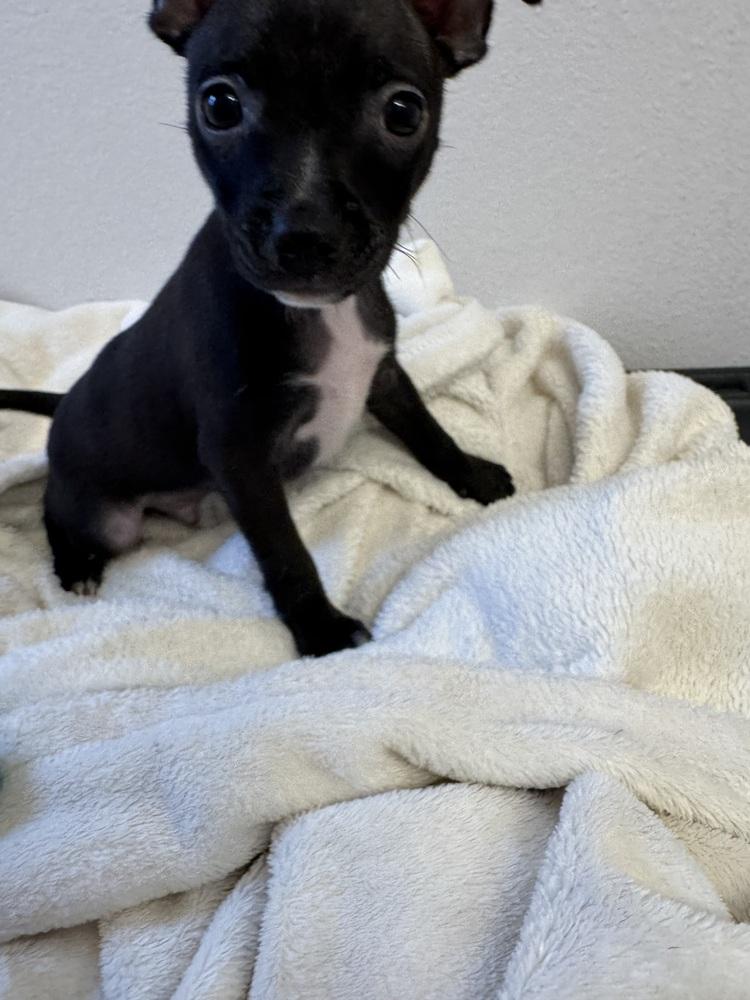 Enlarge Raul, a Adoptable mixed breed in Seminole, FL image 5/5