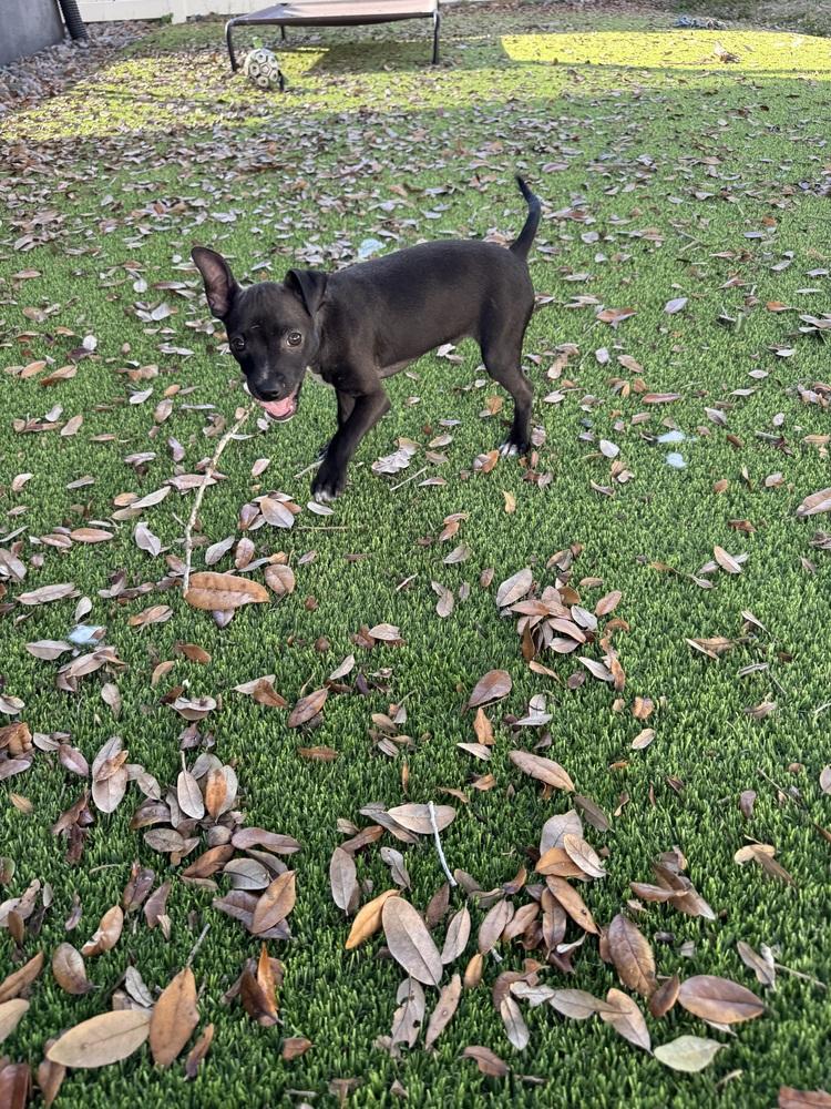 Enlarge Raul, a Adoptable mixed breed in Seminole, FL image 6/6