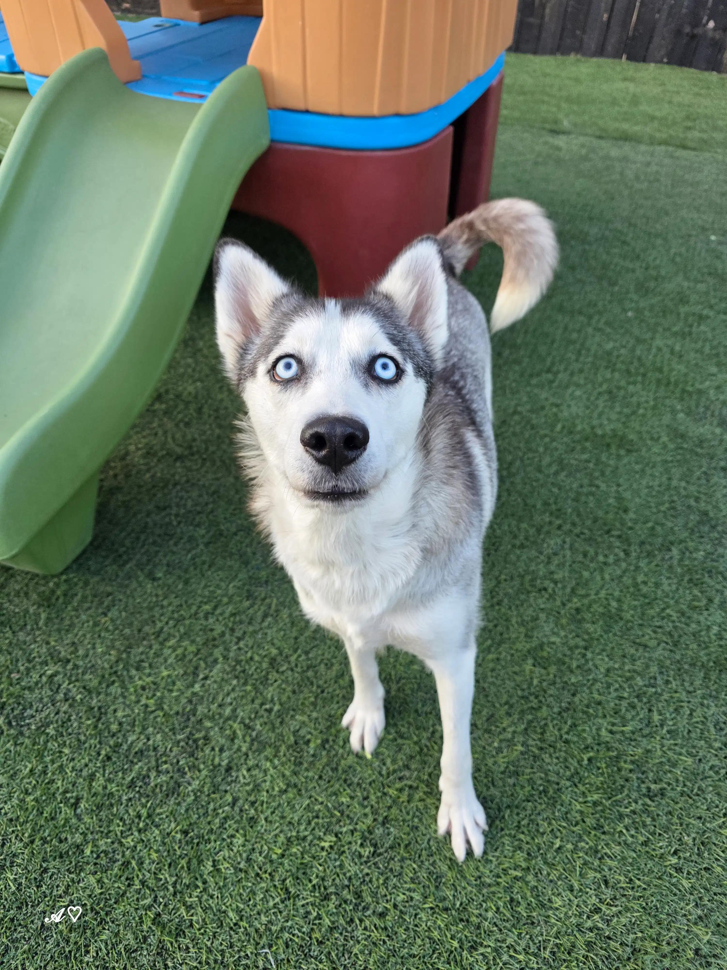 Momma Cinder — thumbnail 2