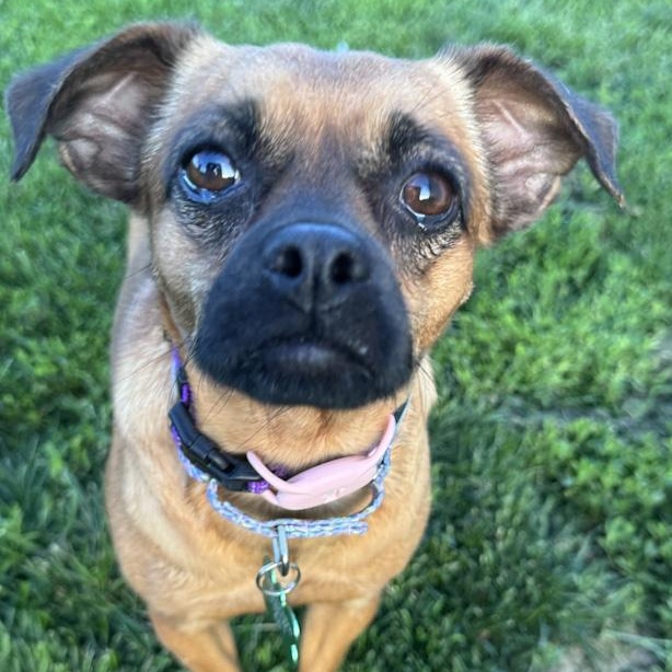 Faline, adopted, Adult Female Puggle.