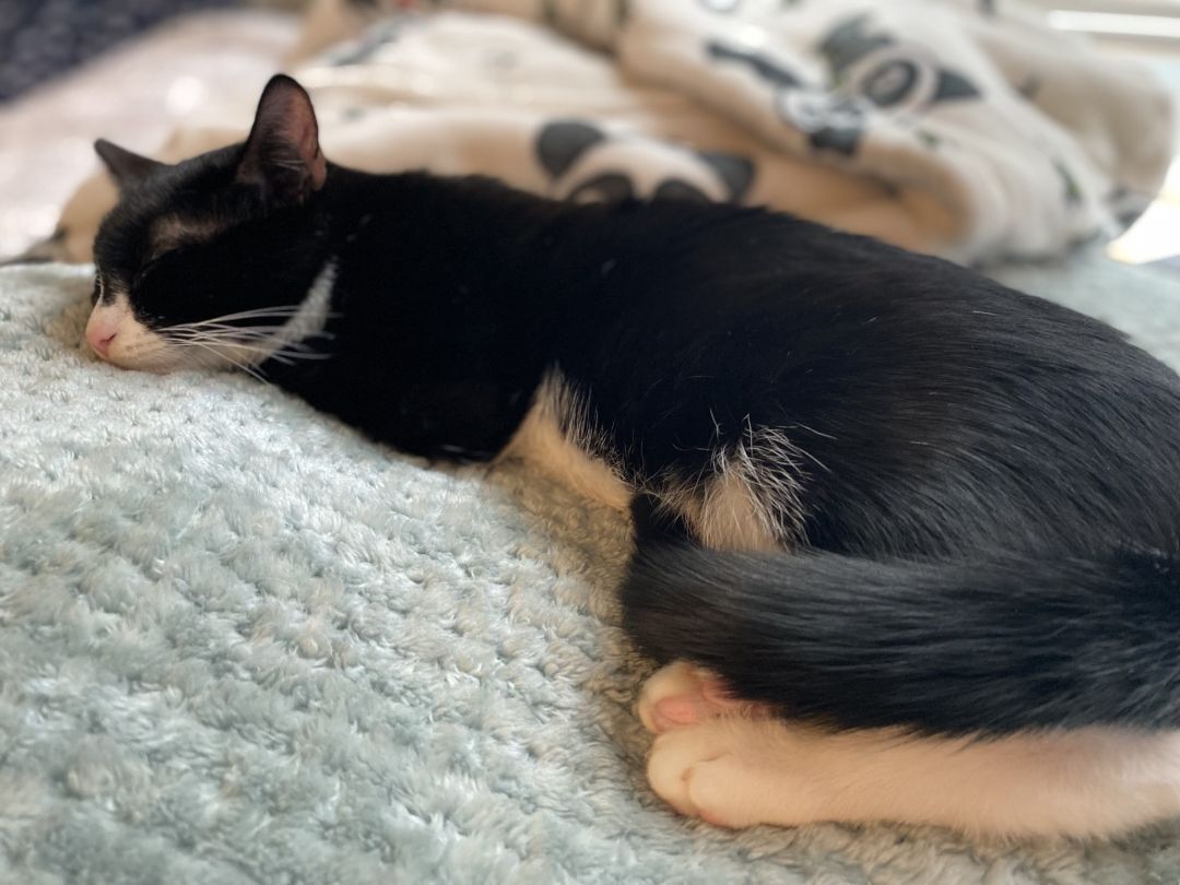 Goofy, Adoptable, Young Male Domestic Short Hair.