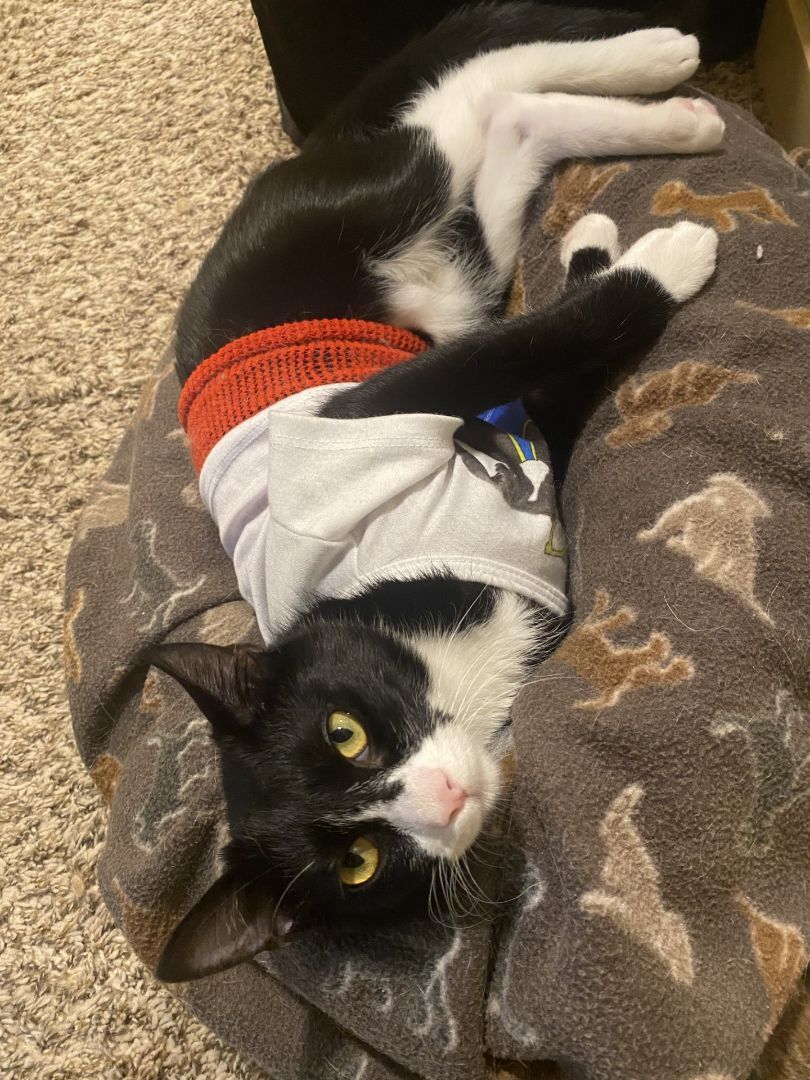 Goofy, a Adoptable Domestic Short Hair in Seattle, WA image 2/12