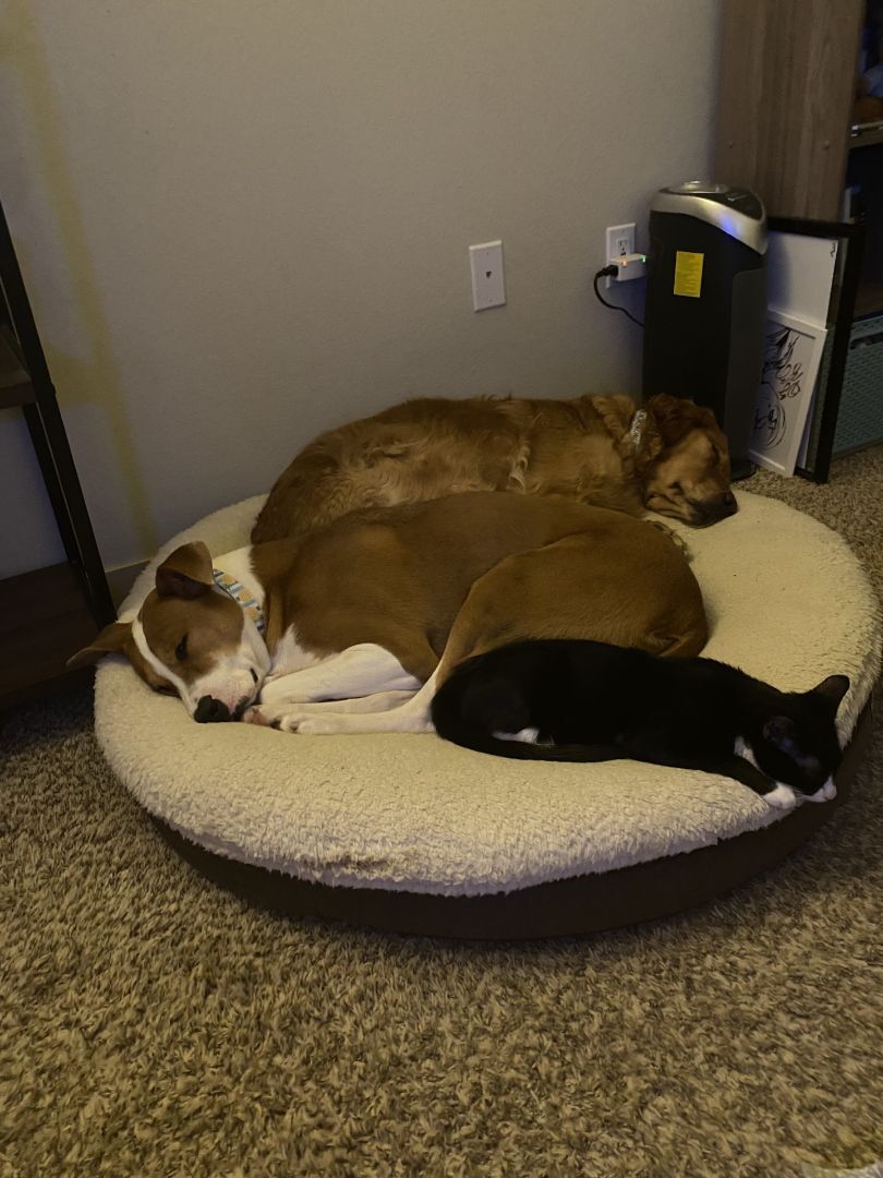 Goofy, a Adoptable Domestic Short Hair in Seattle, WA image 3/12