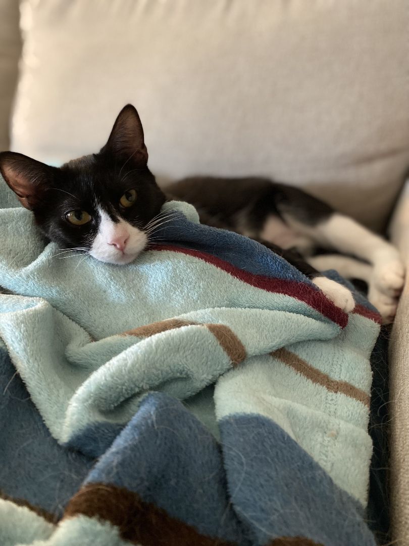 Goofy, a Adoptable Domestic Short Hair in Seattle, WA image 4/12