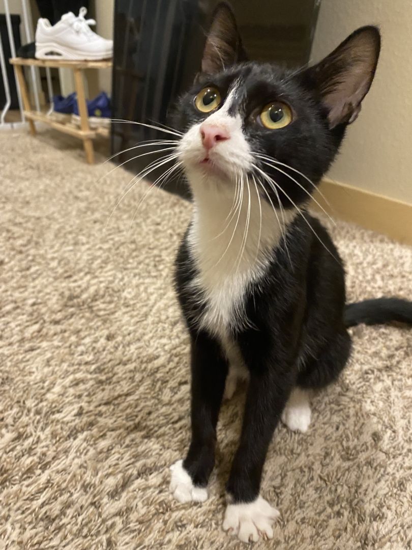 Goofy, a Adoptable Domestic Short Hair in Seattle, WA image 5/12