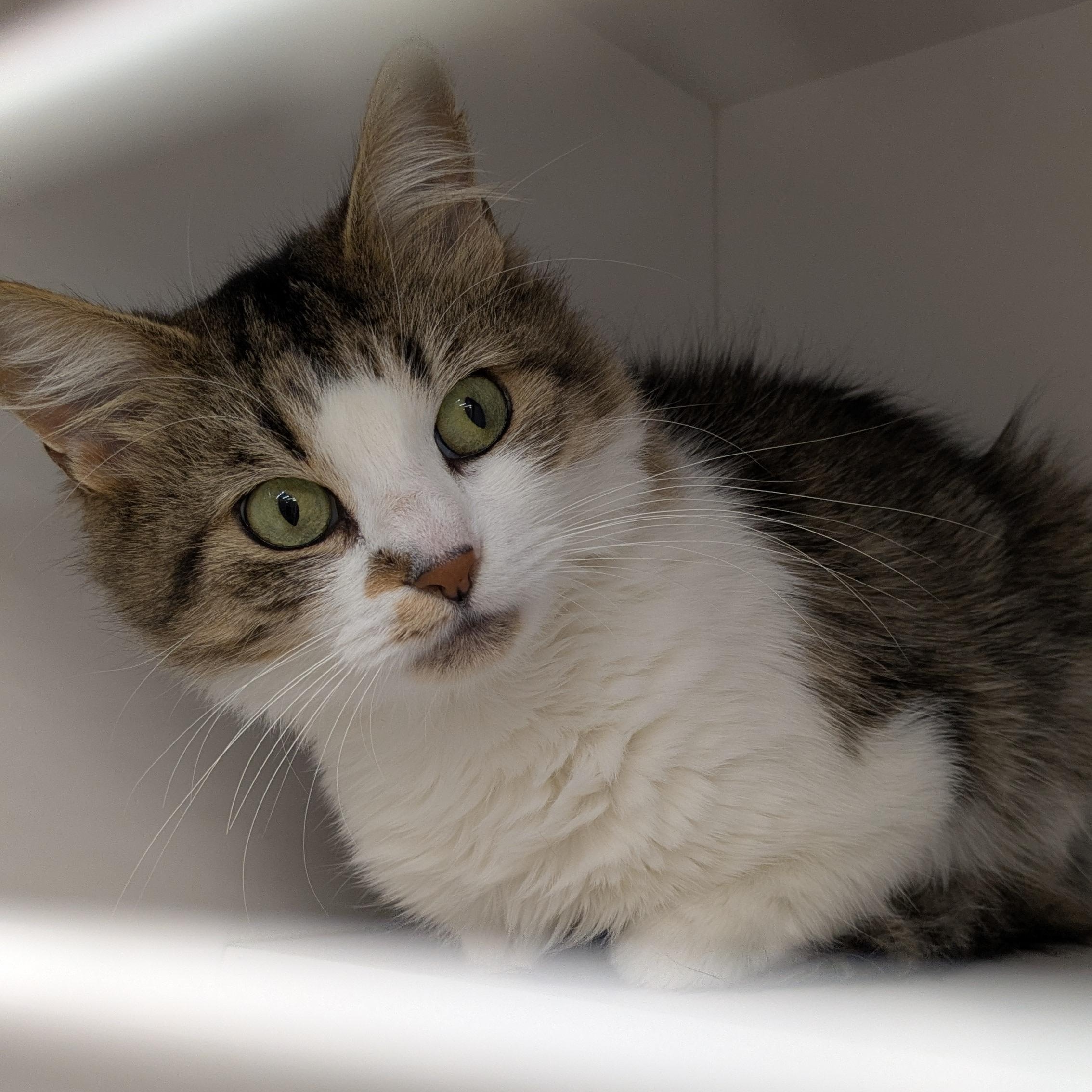 Candy, a Adoptable Domestic Medium Hair in Buffalo, NY image 3/4
