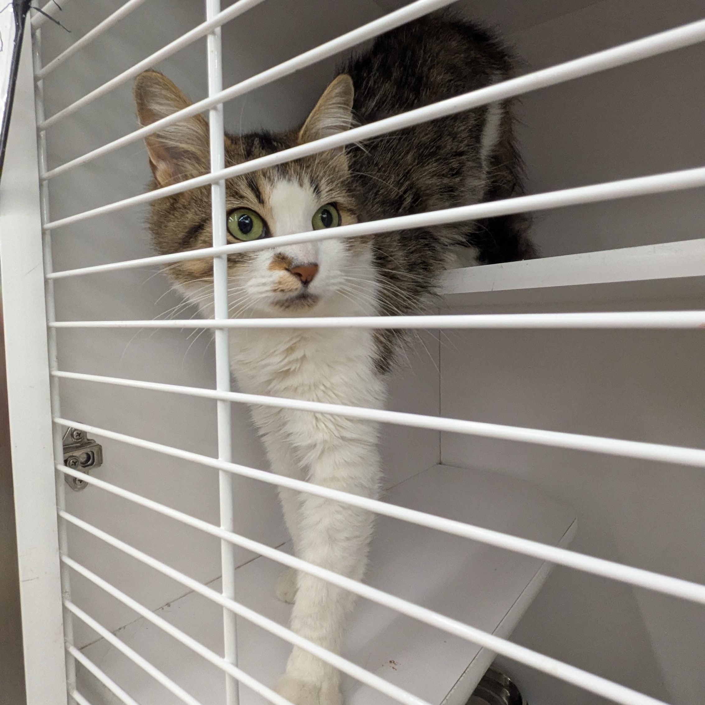 Candy, a Adoptable Domestic Medium Hair in Buffalo, NY image 4/4