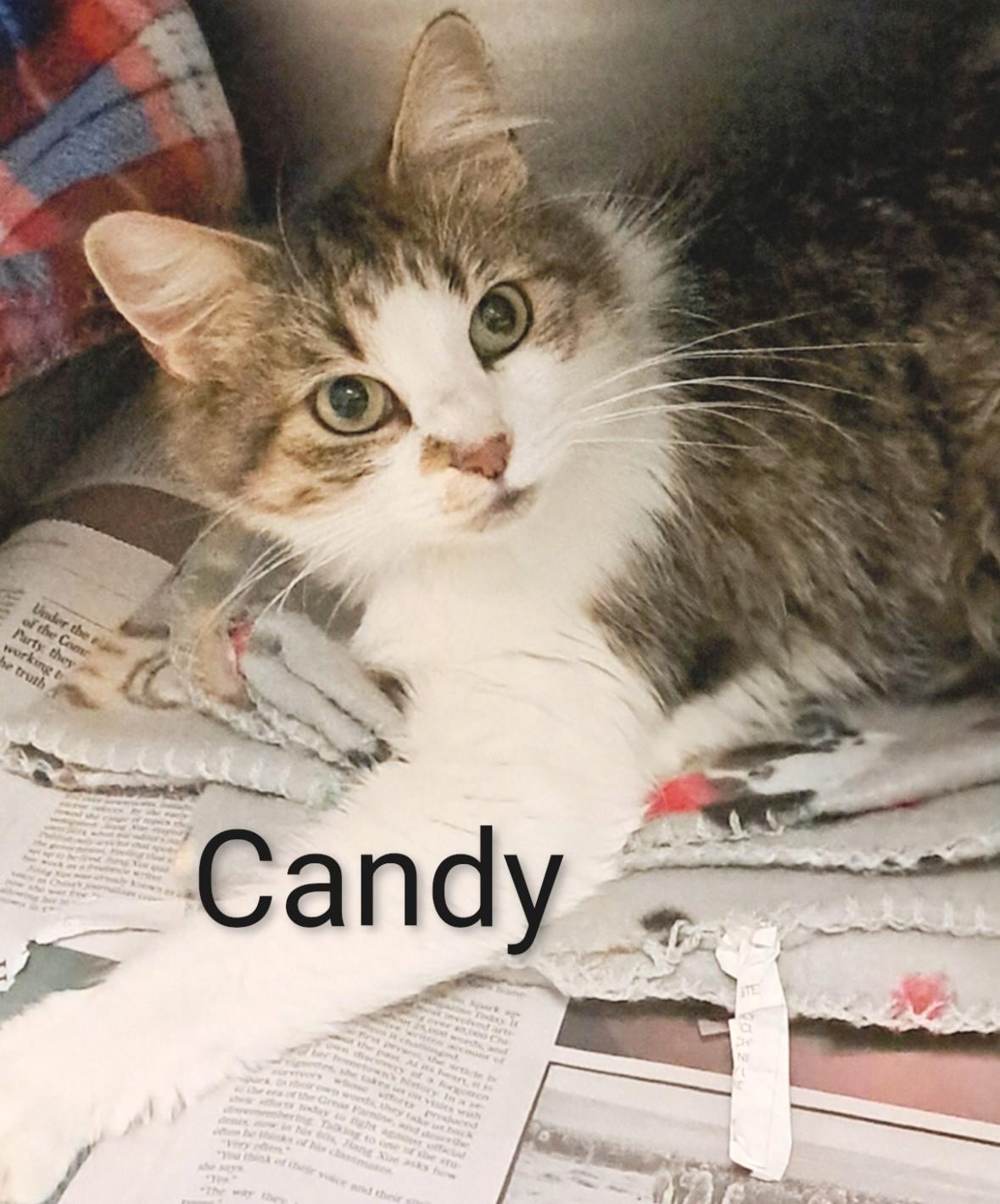 Candy, Adoptable, Adult Female Domestic Medium Hair.