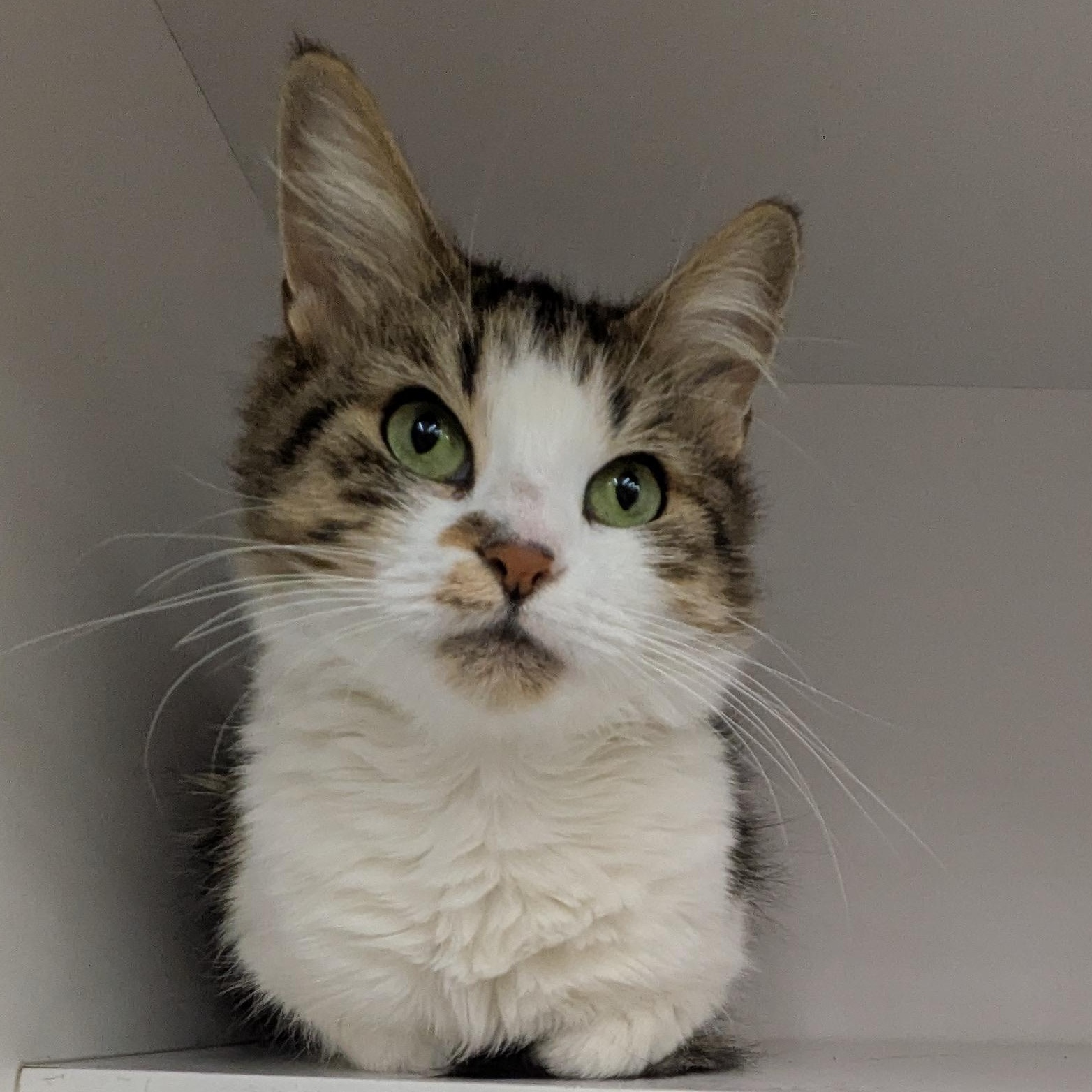 Candy, Adoptable, Adult Female Domestic Medium Hair.