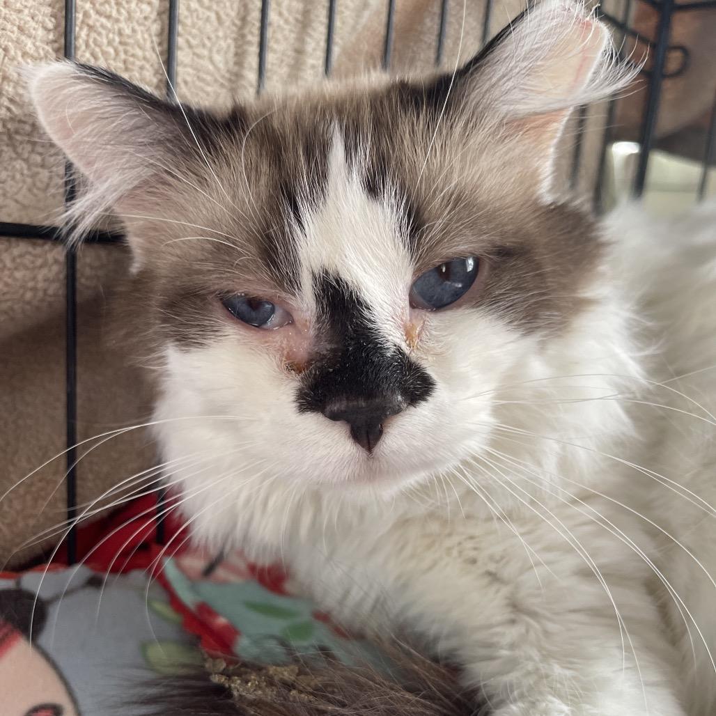 Catty — thumbnail 2