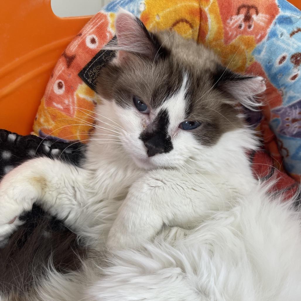 Catty — thumbnail 3