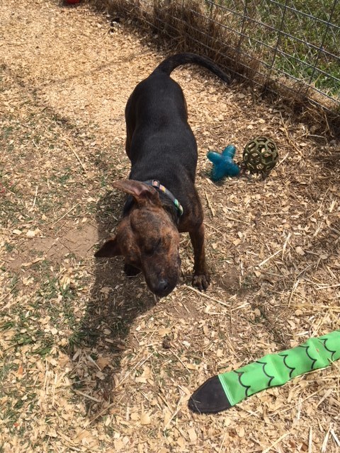 Enlarge Abby, a Adoptable mixed breed image 1/4