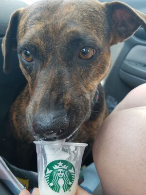 Abby, an adoptable Mixed Breed, Plott Hound in Tulsa, OK, 74152 | Photo Image 1