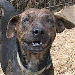 Enlarge Abby, a Adoptable mixed breed image 4/4