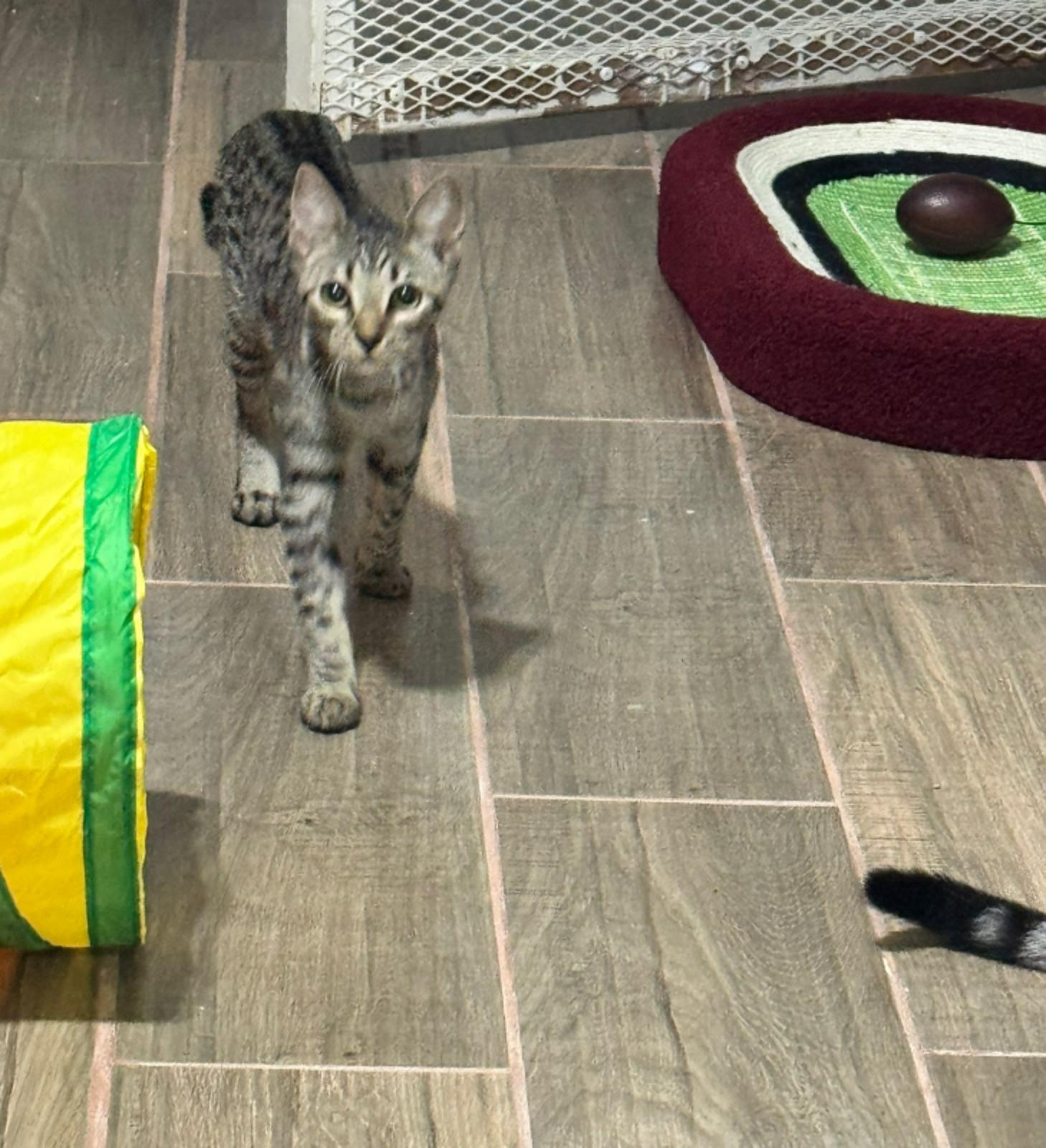 Enlarge Mila, a Adopted Domestic Short Hair in Encinitas, CA image 1/1