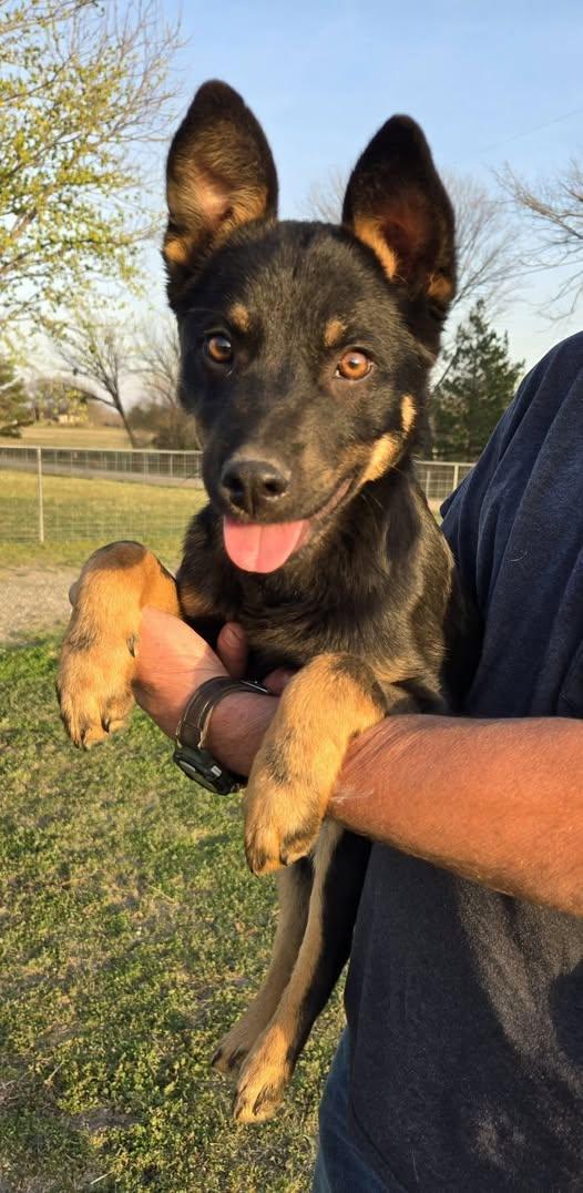 Enlarge Tex-Mex, a ADOPTABLE mixed breed in Okemah, OK image 1/1
