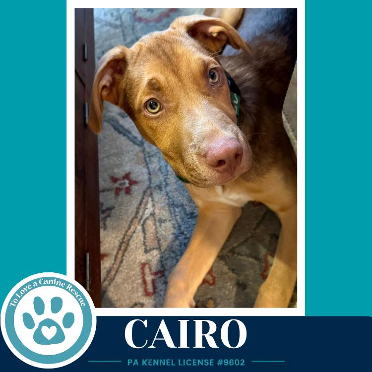Cairo (Peaks And Pyramids Pups) 062026, Adoptable, Puppy Male Shepherd.