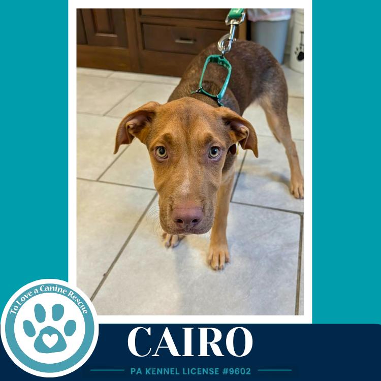 Cairo (Peaks And Pyramids Pups) 062026, a Adoptable mixed breed in Kimberton, PA image 2/4