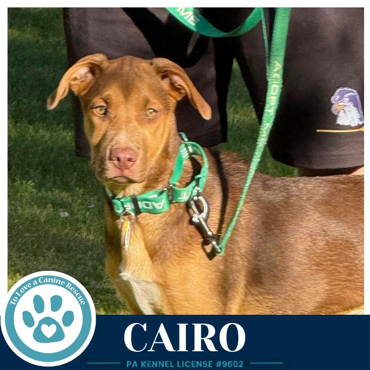 Cairo (Peaks And Pyramids Pups) 062026, a Adoptable mixed breed in Kimberton, PA image 3/4