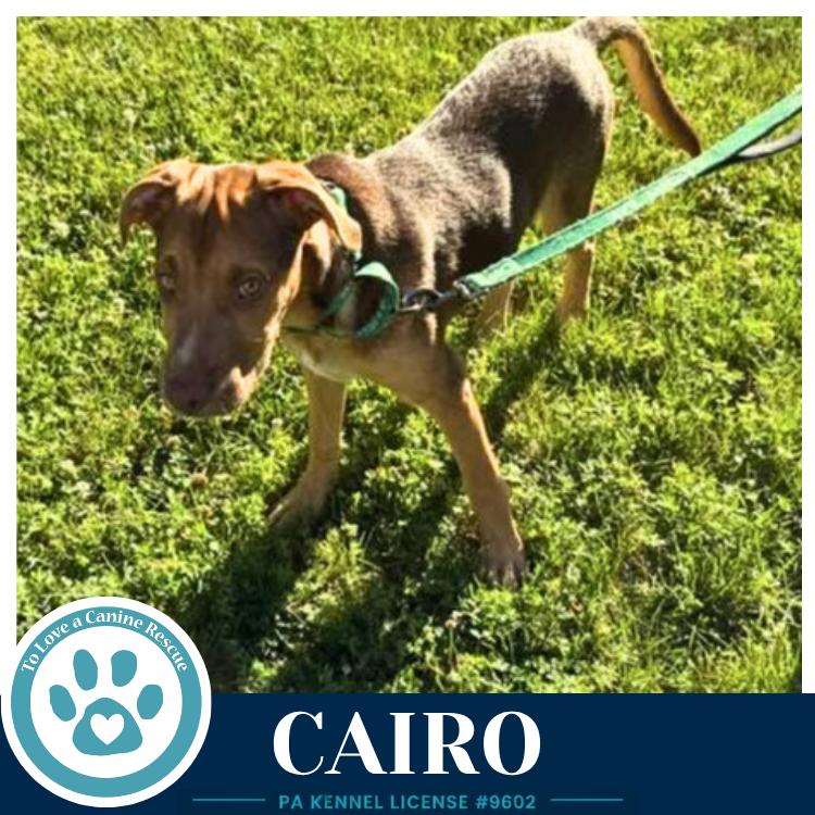 Cairo (Peaks And Pyramids Pups) 062026, a Adoptable mixed breed in Kimberton, PA image 4/4