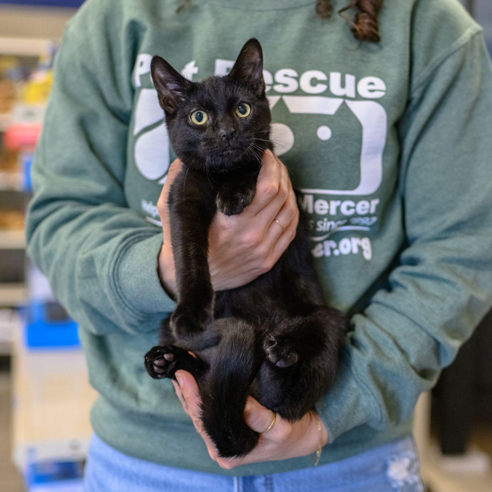Enlarge VOODOO, a ADOPTABLE Domestic Short Hair in Hamilton, NJ image 2/4