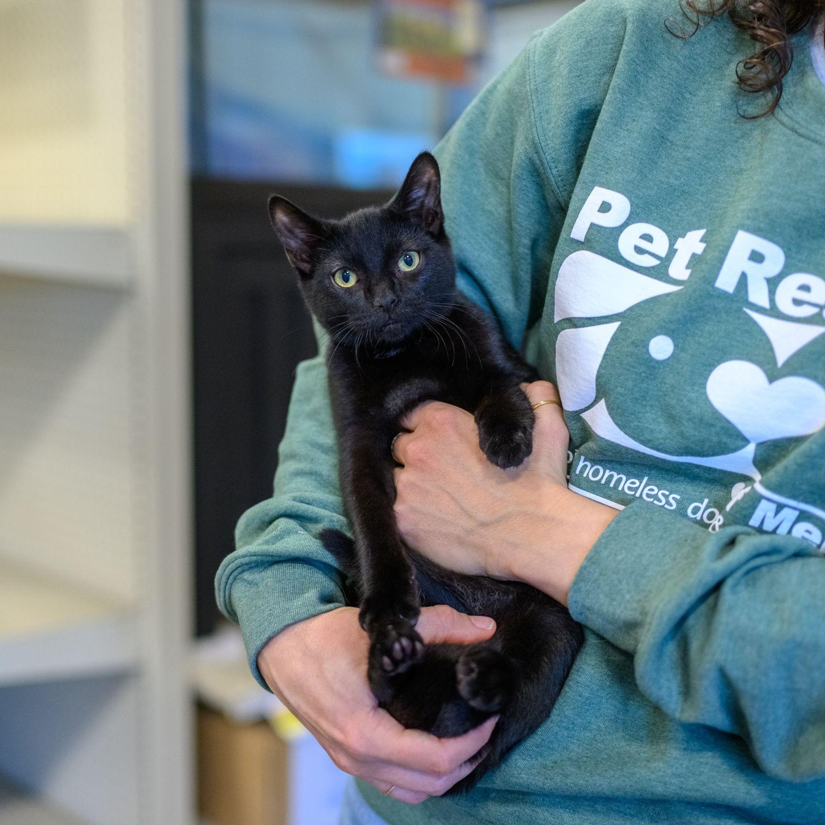 Enlarge VOODOO, a ADOPTABLE Domestic Short Hair in Hamilton, NJ image 1/4