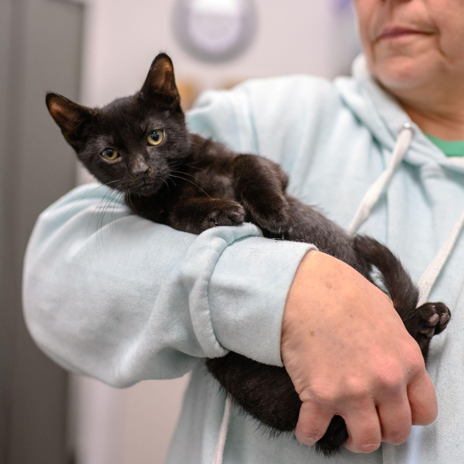 Enlarge VOODOO, a ADOPTABLE Domestic Short Hair in Hamilton, NJ image 4/4