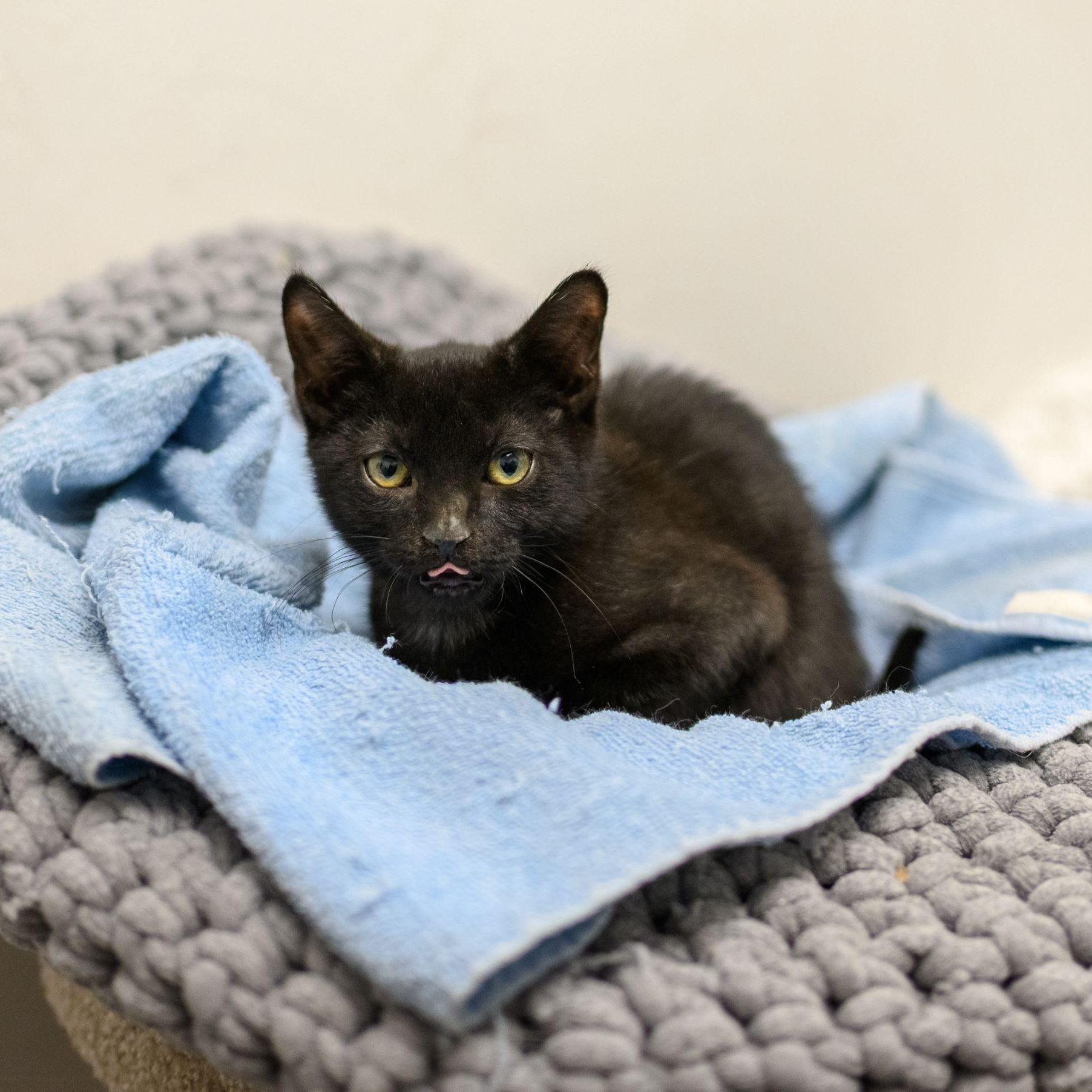 Enlarge VOODOO, a ADOPTABLE Domestic Short Hair in Hamilton, NJ image 2/4