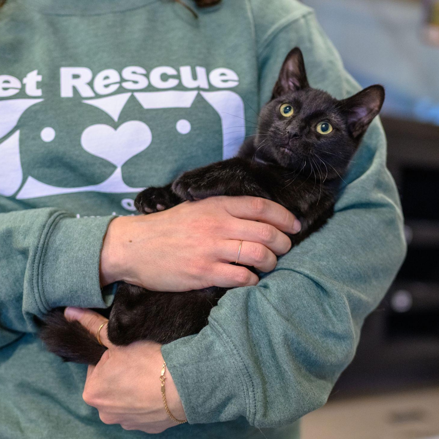 Enlarge VOODOO, a ADOPTABLE Domestic Short Hair in Hamilton, NJ image 3/4