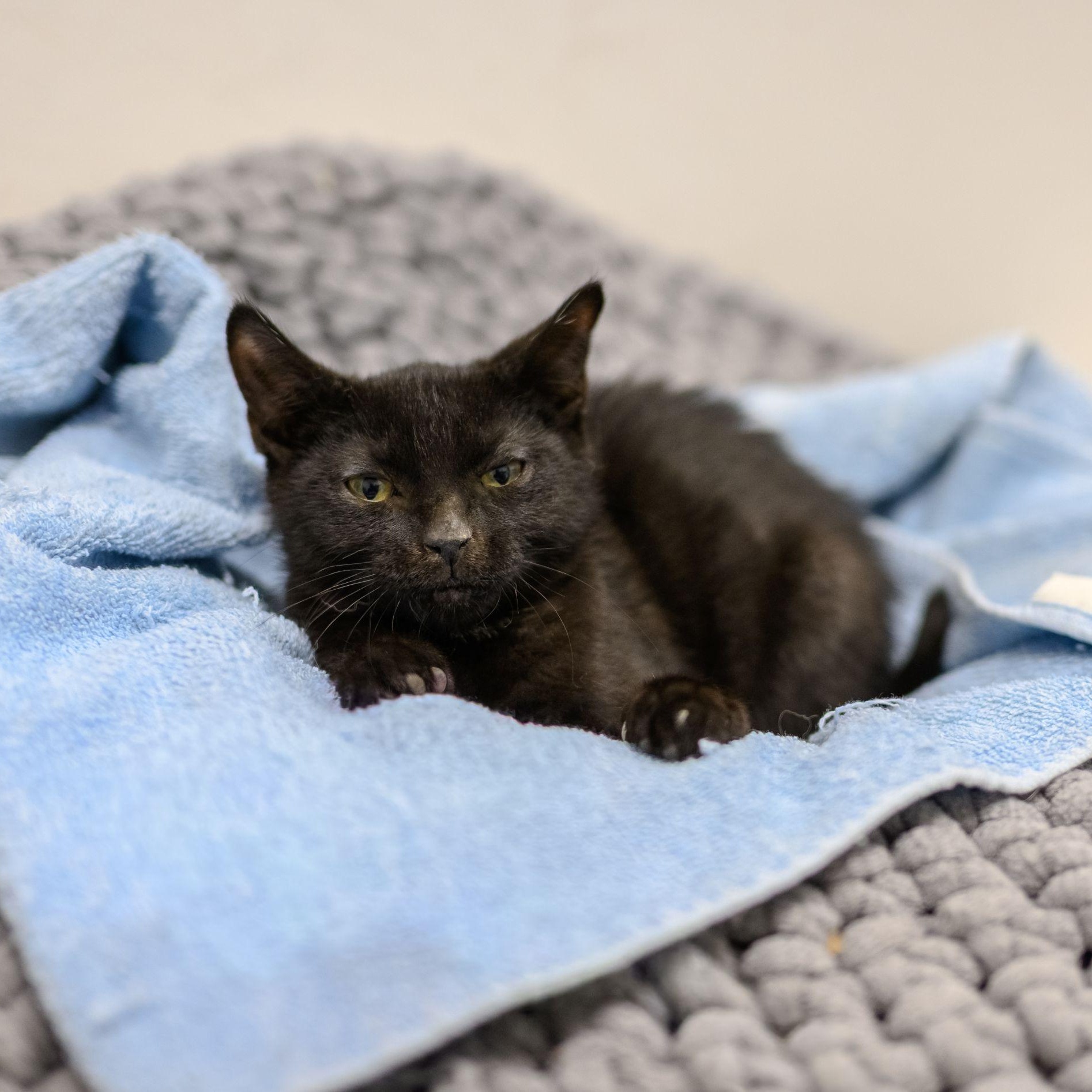 Enlarge VOODOO, a ADOPTABLE Domestic Short Hair in Hamilton, NJ image 3/4