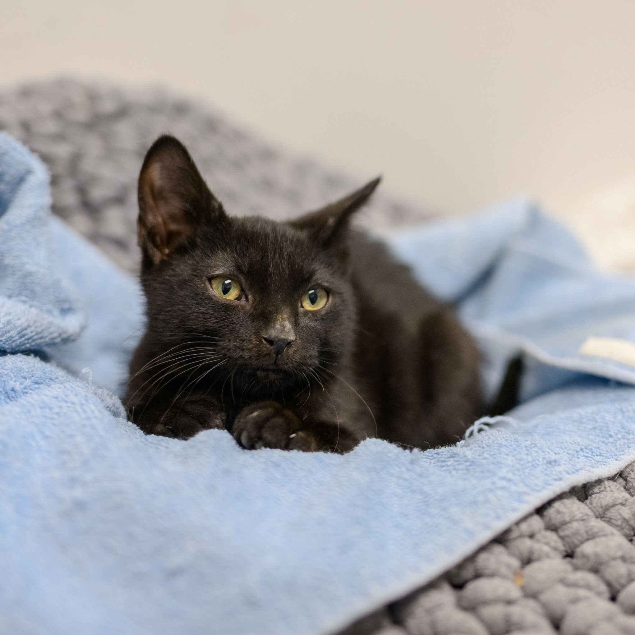 Enlarge VOODOO, a ADOPTABLE Domestic Short Hair in Hamilton, NJ image 1/4