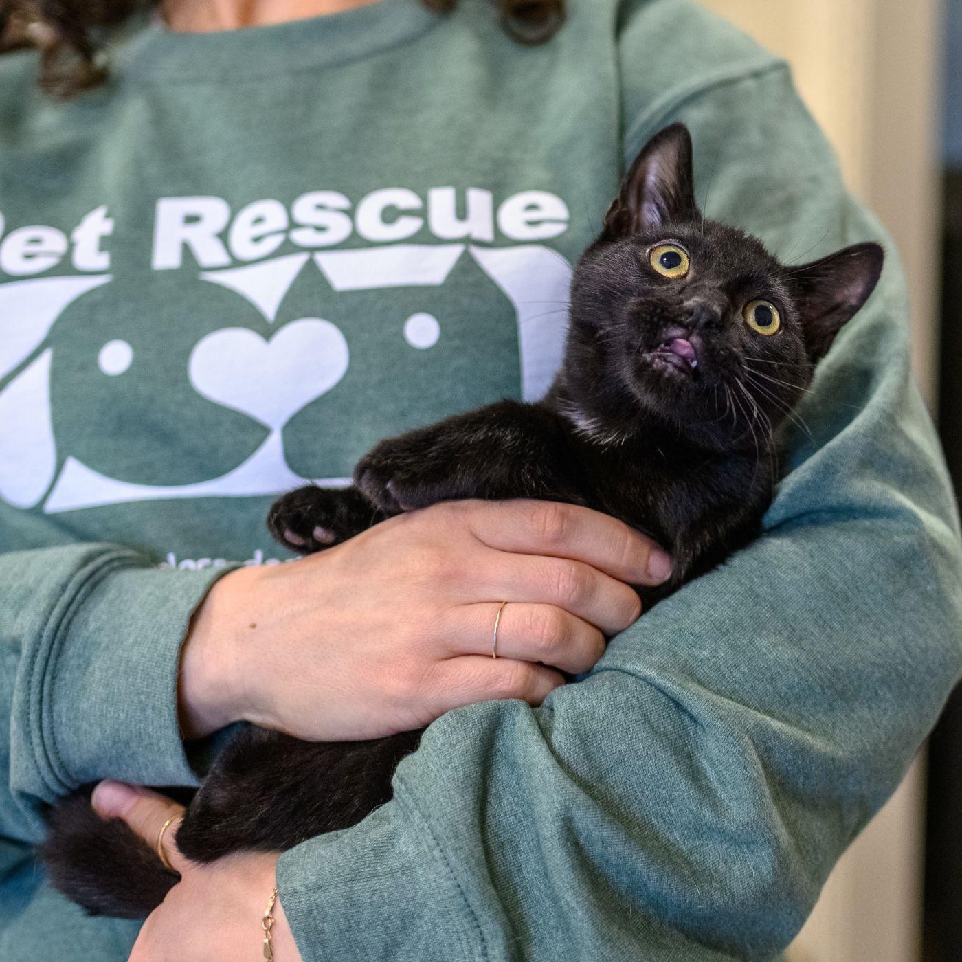 Enlarge VOODOO, a ADOPTABLE Domestic Short Hair in Hamilton, NJ image 4/4